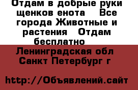 Отдам в добрые руки щенков енота. - Все города Животные и растения » Отдам бесплатно   . Ленинградская обл.,Санкт-Петербург г.